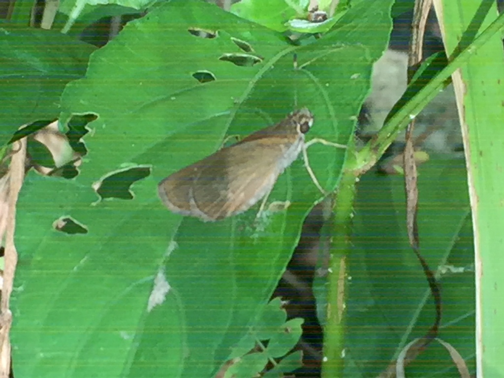 Three-spotted Skipper from Cabo Engaño, 23000 Punta Cana, Dominican ...
