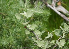 Malacothamnus fremontii