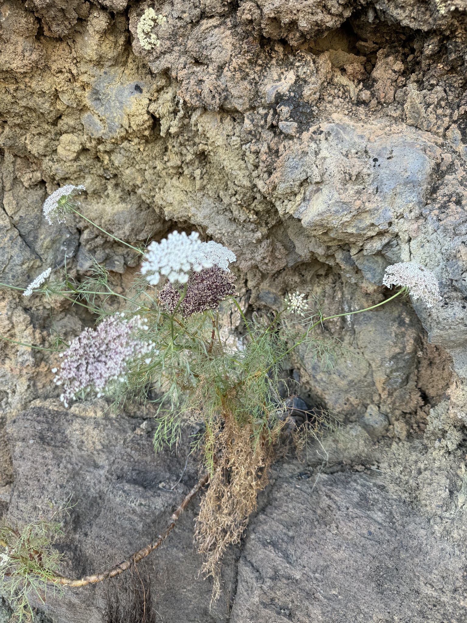 Imagem de Daucus insularis