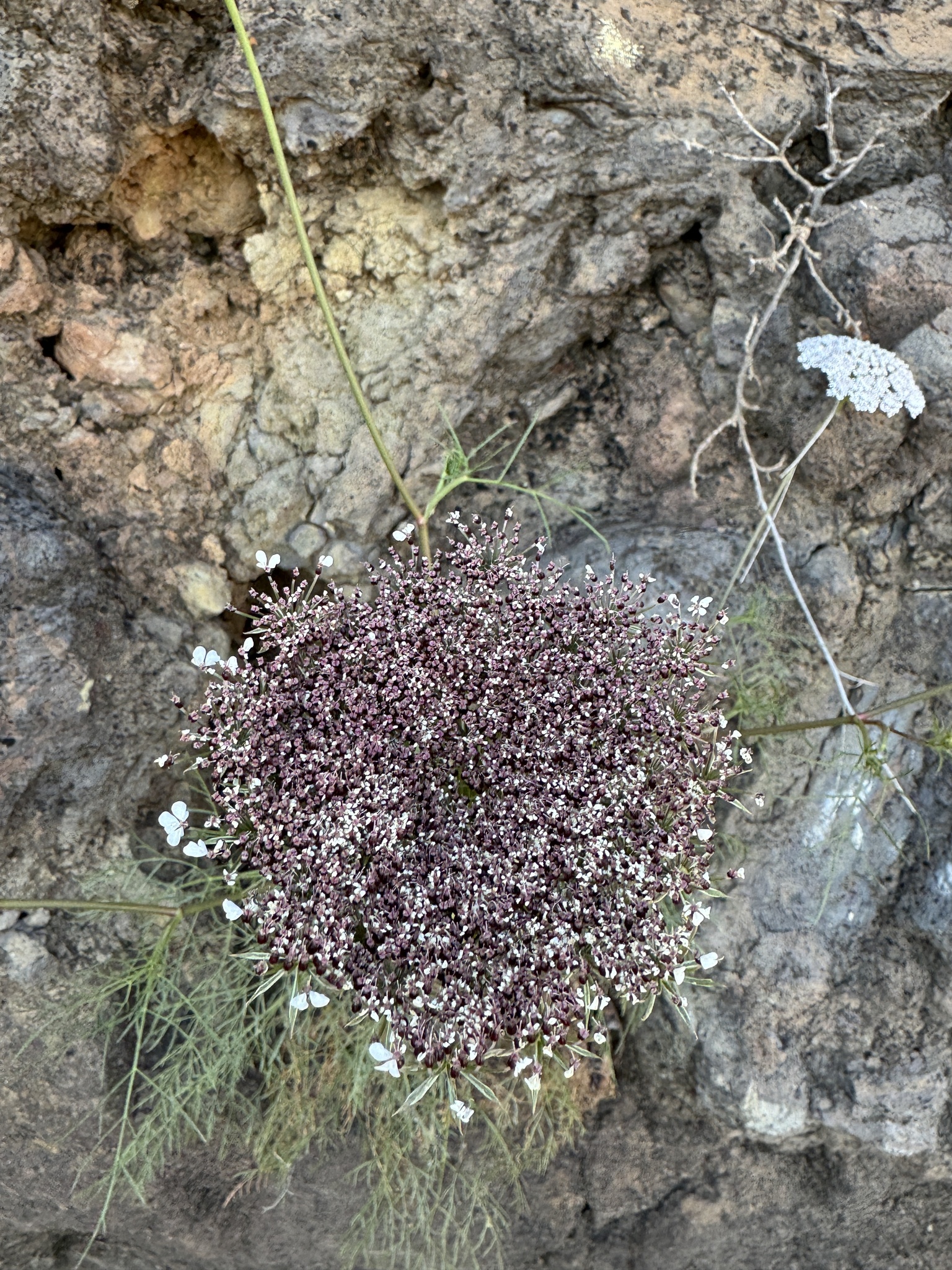 Imagem de Daucus insularis