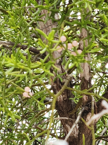 Image of Phoradendron hawksworthii by (c) Jo Roberts, some rights reserved (CC BY)