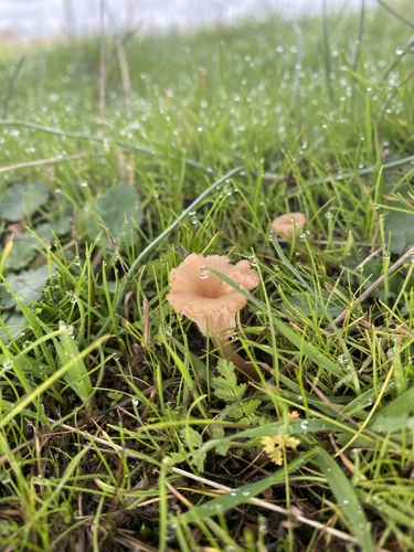 iNaturalist observation photo of rosy navel