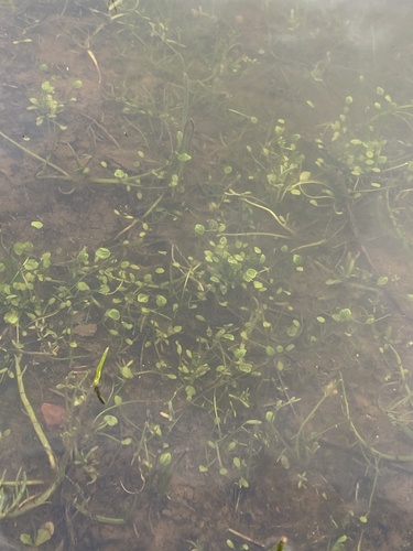 iNaturalist observation photo of Fairy Shrimps