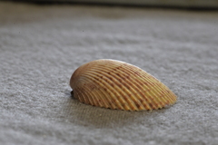 Acrosterigma cygnorum