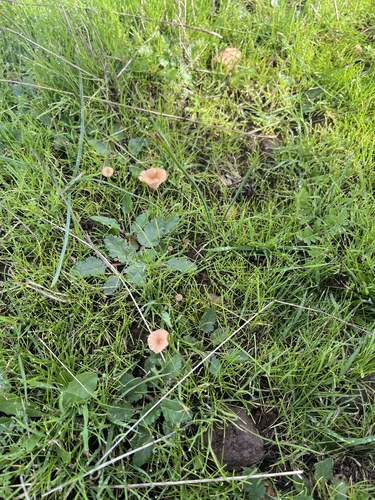iNaturalist observation photo of rosy navel