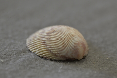 Acrosterigma cygnorum