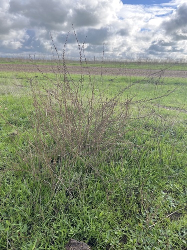 iNaturalist observation photo of tarweeds, silverswords, and allies