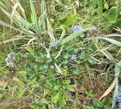 Ceanothus gloriosus