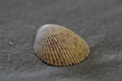 Acrosterigma cygnorum
