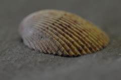 Acrosterigma cygnorum