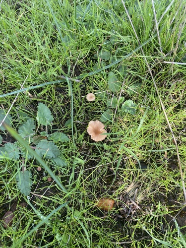 iNaturalist observation photo of rosy navel