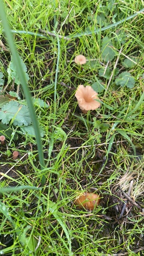 iNaturalist observation photo of rosy navel