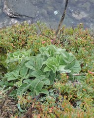 Angelica hendersonii