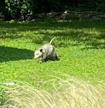 Didelphis virginiana<br>05 June, 2023