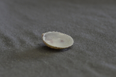 Acrosterigma cygnorum