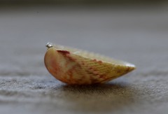 Acrosterigma cygnorum