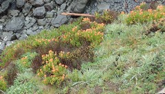 Lampranthus aurantiacus