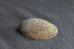 Acrosterigma cygnorum