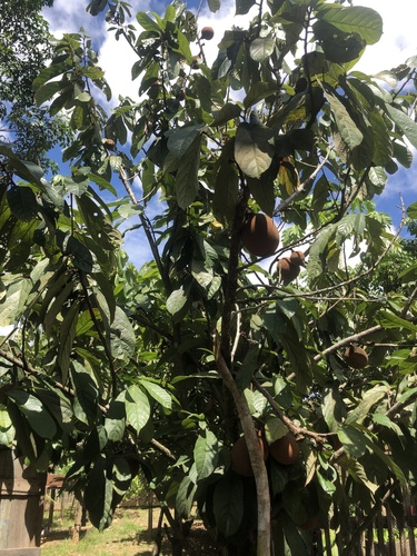 Foto de Cupuaçu