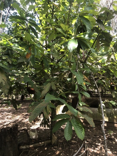 Cupuaçu