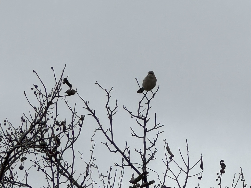 Northern Mockingbird from South Lakes Park & Eureka Playground, Denton ...