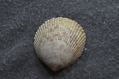 Acrosterigma cygnorum