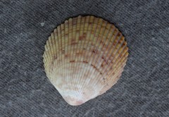 Acrosterigma cygnorum