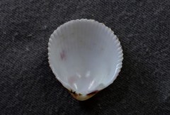 Acrosterigma cygnorum