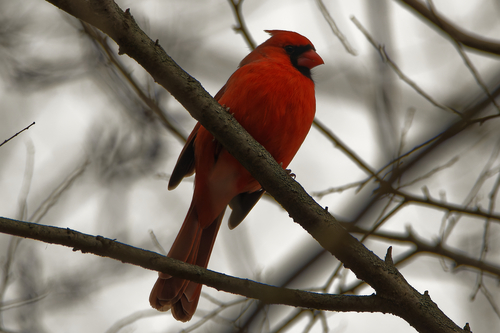 Northern Cardinal photographed in Michigan