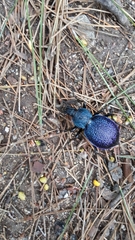 Carabus scabrosus