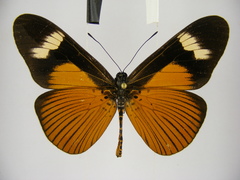 Acraea schubotzi