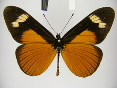 Acraea schubotzi