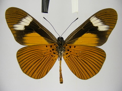 Acraea schubotzi