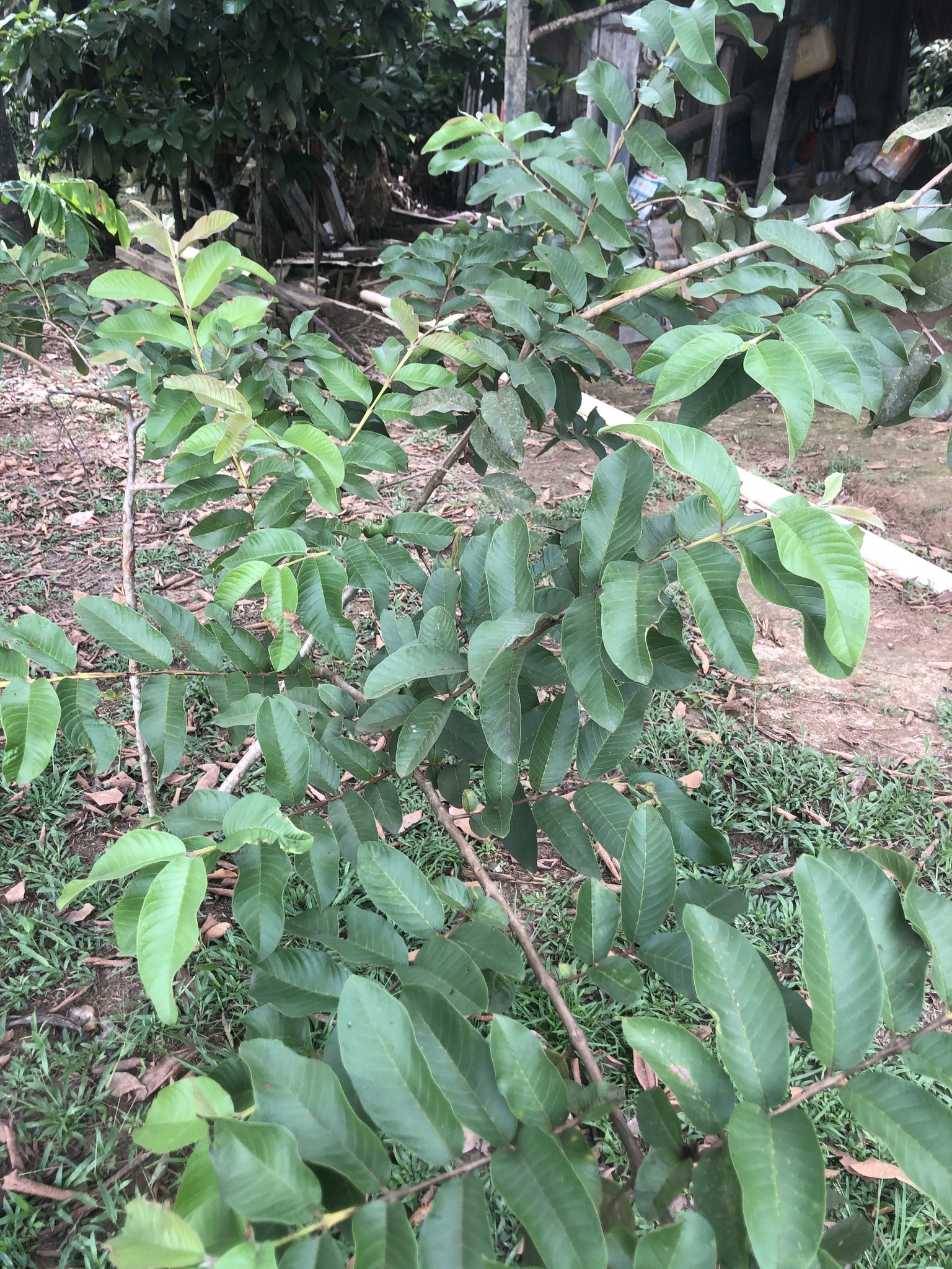 Psidium guajava