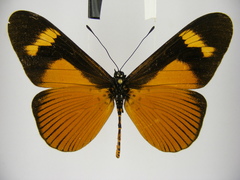 Acraea schubotzi