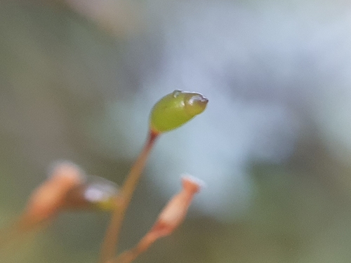 Image of Hypnum andoi by no rights reserved