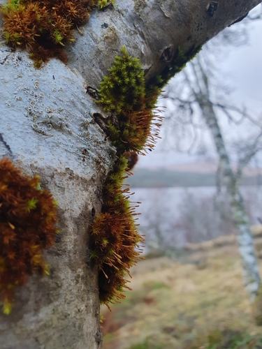 Drummond's Pincushion Moss (Ulota drummondii)