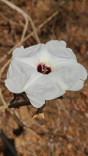 Image of Ipomoea pauciflora by (c) Alberto Alcalá, some rights reserved (CC BY)