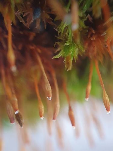 Image of Ulota drummondii by no rights reserved