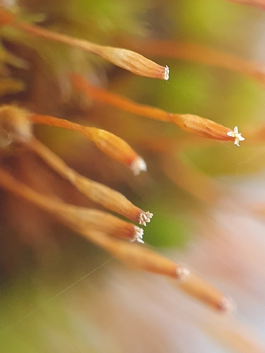 Image of Ulota drummondii by no rights reserved