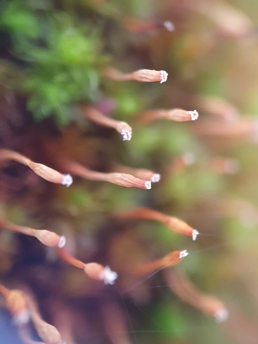 Image of Ulota drummondii by no rights reserved