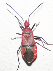 Dysdercus fasciatus