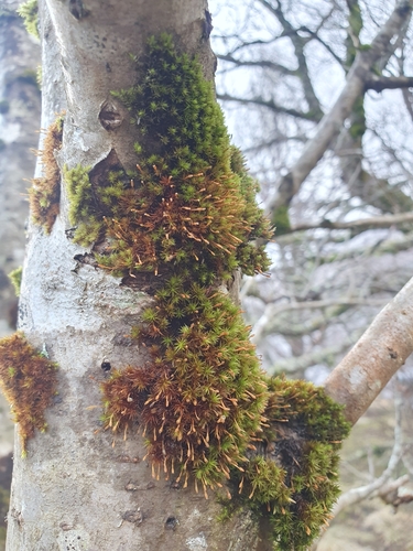 Image of Ulota drummondii by no rights reserved