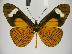 Acraea schubotzi