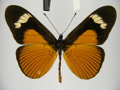 Acraea schubotzi