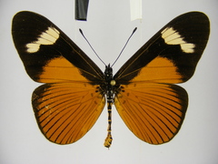 Acraea schubotzi