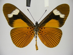 Acraea schubotzi