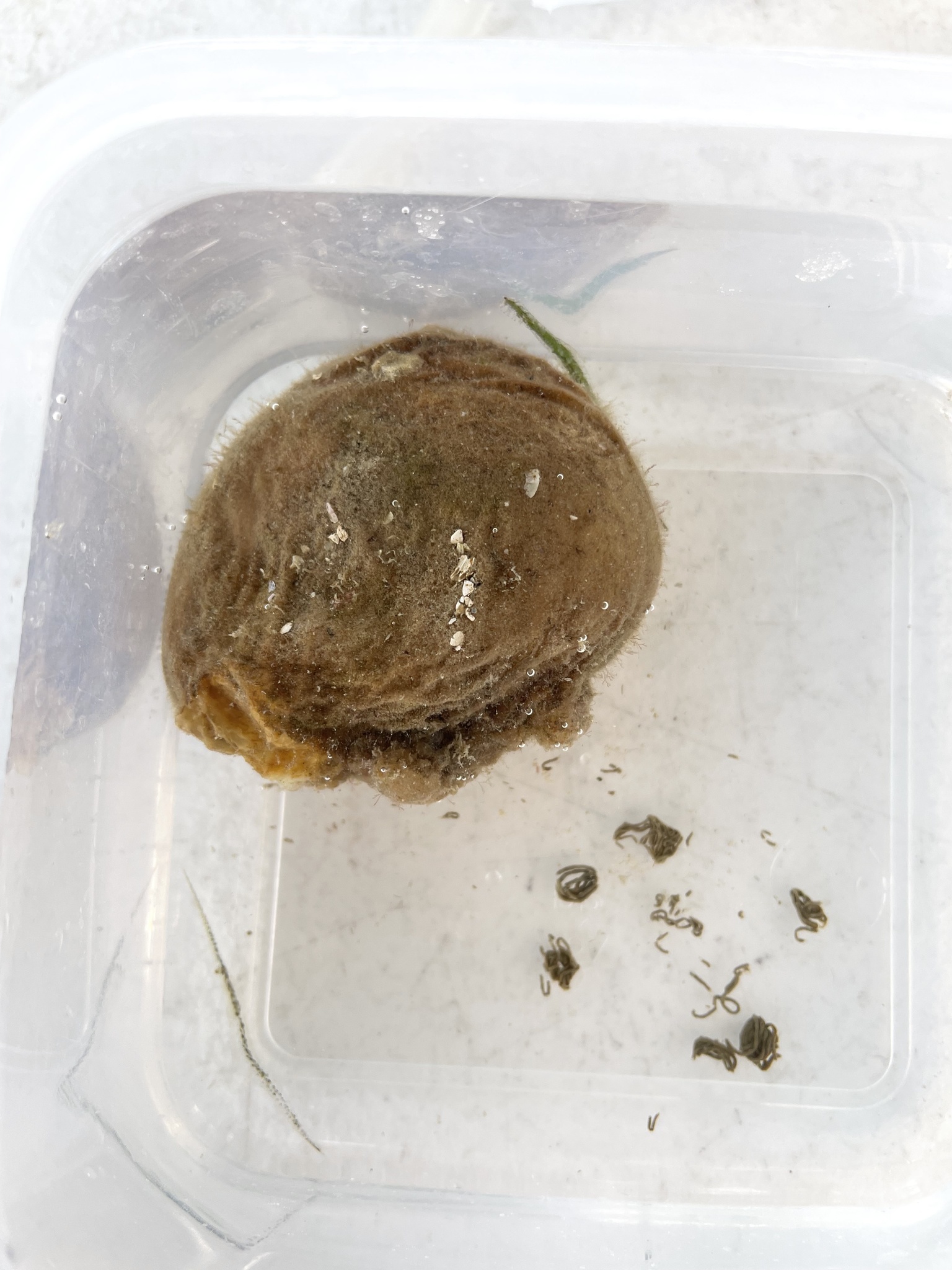 Molgula occidentalis Traustedt, 1883