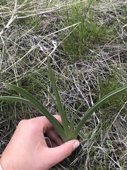 Toxicoscordion paniculatum
