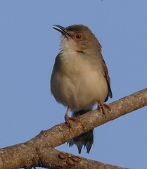 Prinia sylvatica